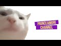 Vibing cat 20202022 message  princeamori channel