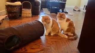 Cat Video Of Exotic Shorthairflat Face Cats With Garfield Faces