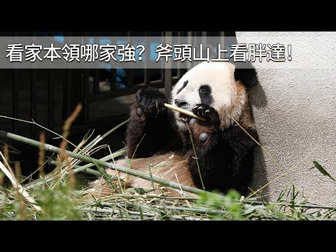 《熊貓TOP榜》第68期 看家本領哪家強？斧頭山上看胖達！ | iPanda