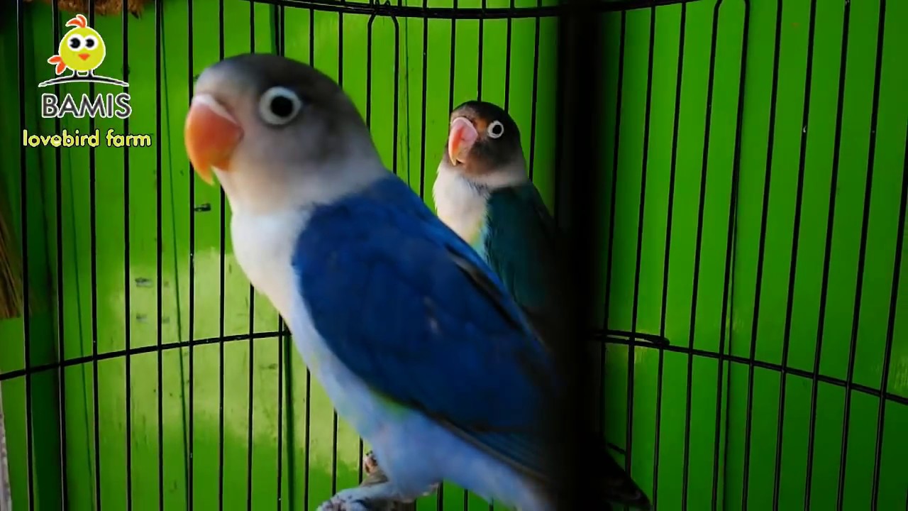 Half Sider Lovebird Hs Lovebird Paruh Merah Putih