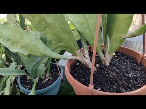 Video: Epiphyllum (69 լուսանկար). Տնային ֆիլոկակտուսի խնամք: Ինչու է այն կոչվում անտառային կակտուս: Բուծման առանձնահատկությունները