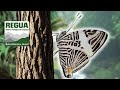 Zebra Mosaic Butterfly: Colobura dirce / PRETTY Butterflies with Bart Coppens