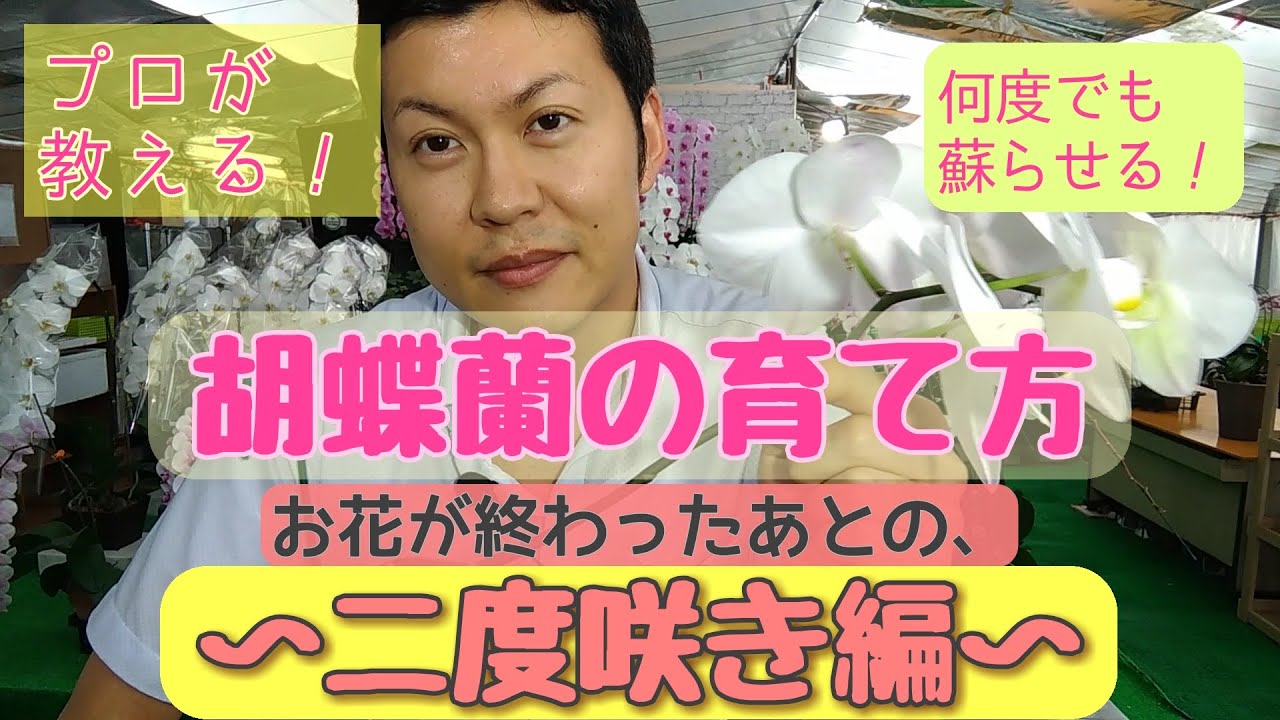 ３回目の胡蝶蘭の咲かせ方 ２回目の胡蝶蘭が終わった後の育て方 管理方法 の３度咲き編です 生産者がわかりやすく教える胡蝶蘭の育て方 Byクマサキ洋ラン農園 Youtube