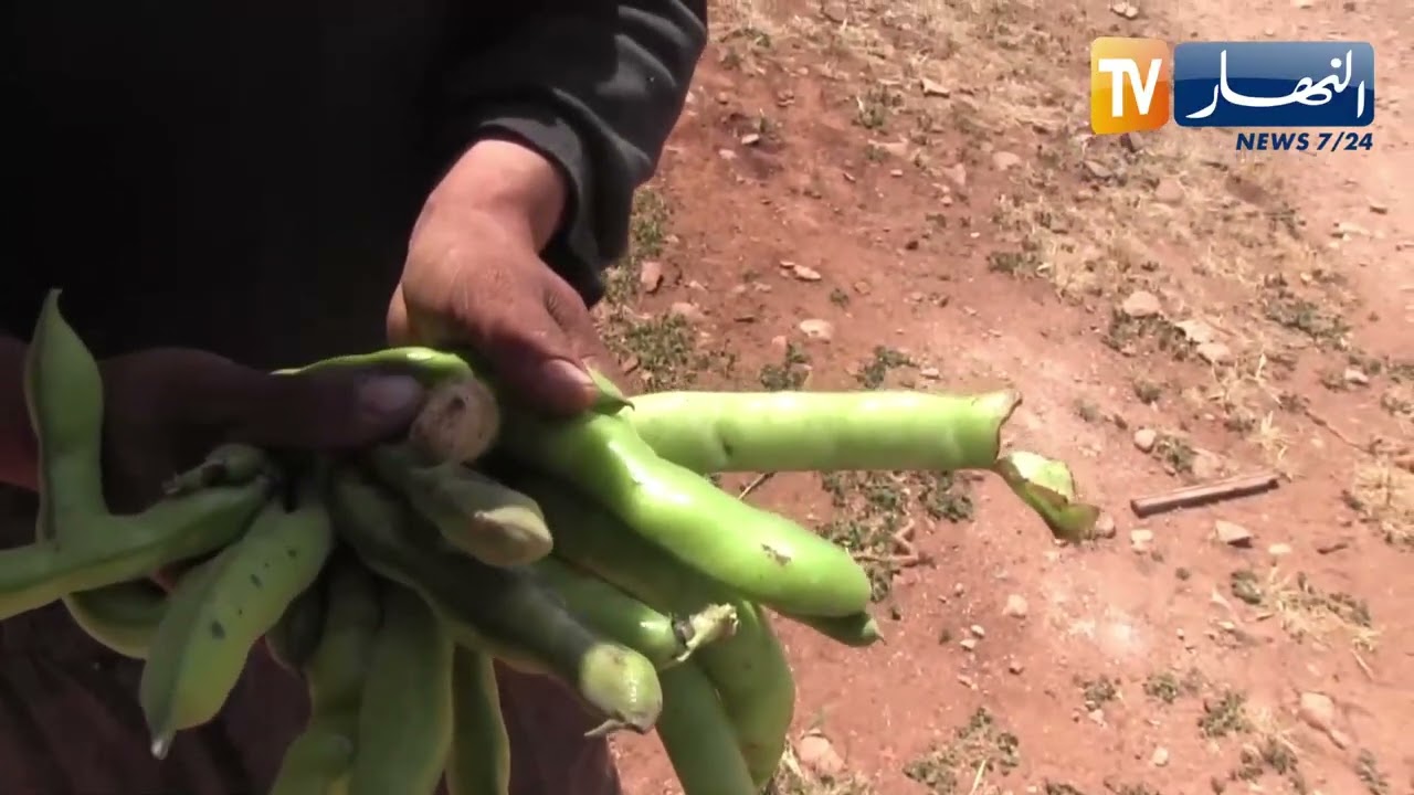 سعيدة: انعدام المسالك الريفية يعيق النشاط الفلاحي بدوار أولاد قادة