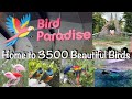 Bird Paradise Singapore A Day In The Largest Bird Park In Asia