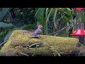 Red-crowned Woodpecker Is King Of The Hill At Panama Feeders – June 24, 2025