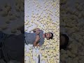 ひよこと寝た男性の末路🐤#shorts