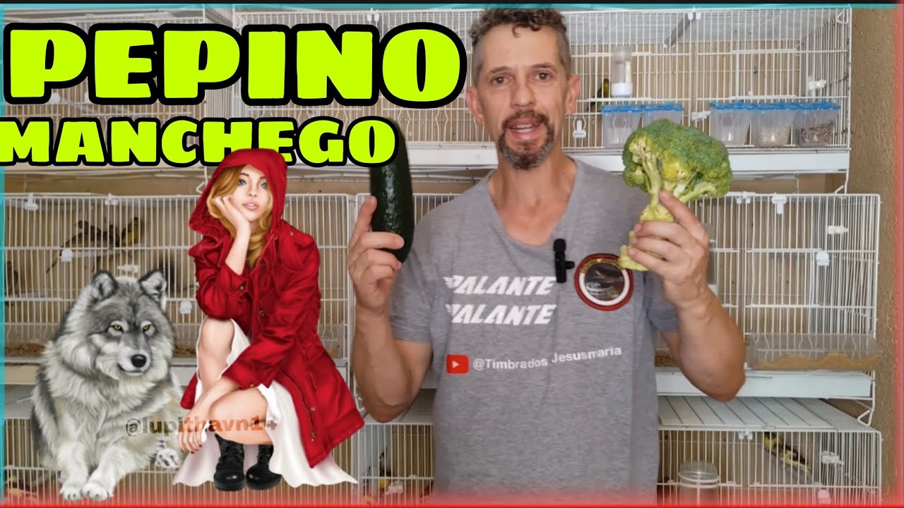 cómo QUITAR el CELO a las HEMBRAS de TIMBRADO ESPAÑOL ORIGINAL 💯🎶 y MAS👈