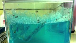 William's Ant Farm - First 24 Hours - 20110317