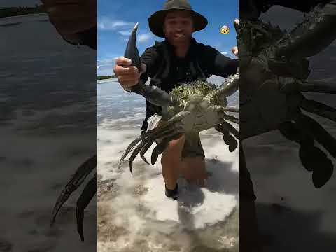 Гигантский краб 🦀             #рыбалка #краб #океан #shorts
