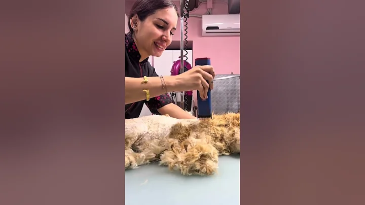 Video 11244381: maine coon cat grooming, maine coon cats show