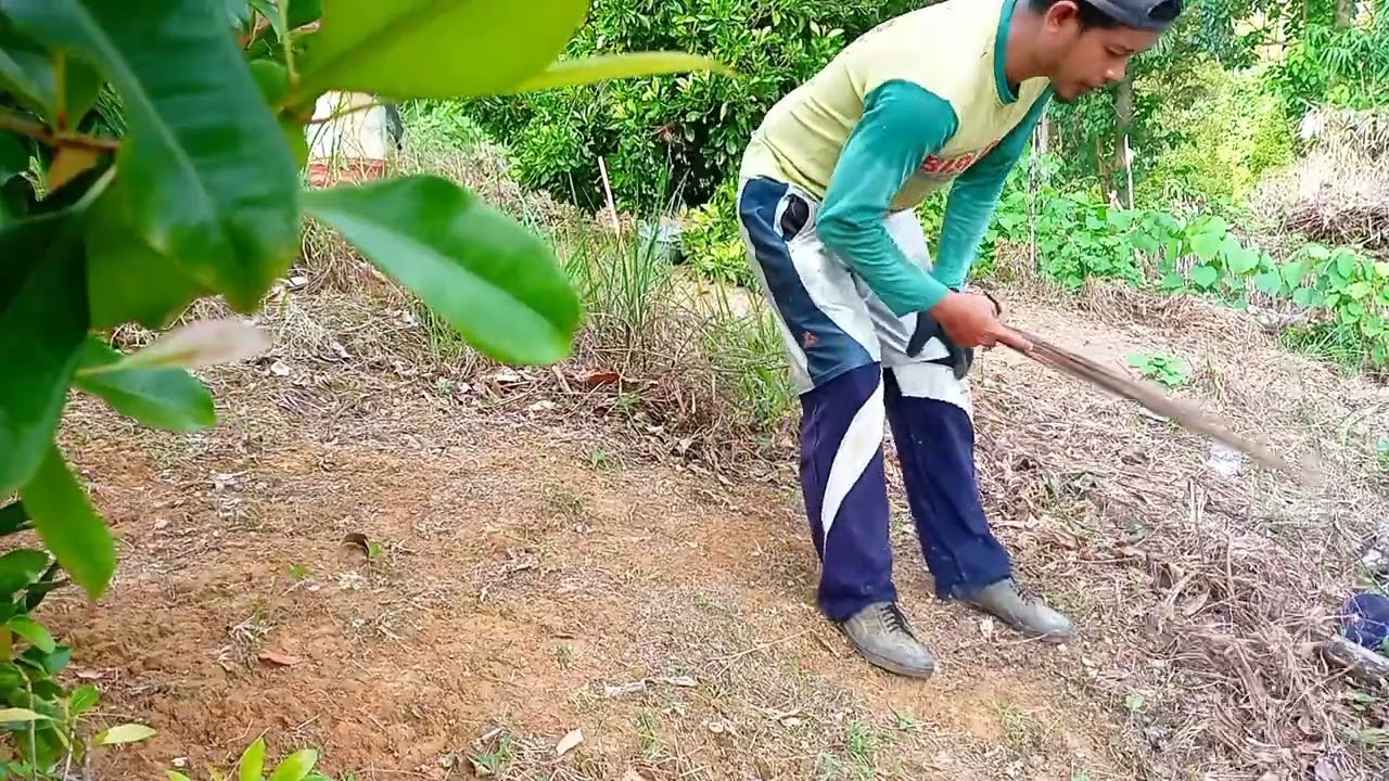 Cara Merawat Cengkeh Agar Tumbuh Subur @BangOne26