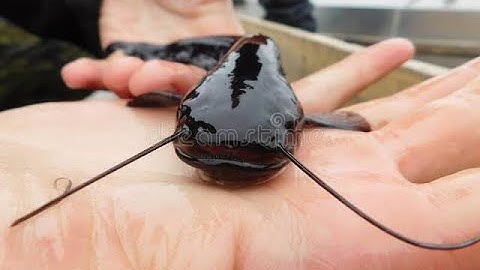 How to Sort Catfish, Fish Farming in Nigeria