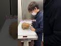 お腹がパンパンなチワワ✖️マルチーズMixが動物病院にやって来た！！