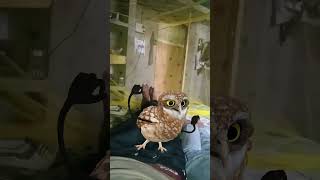 Apt Apt Owl dance funny video #owlphotography #funnyclips