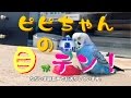 ことりのオモチャに大興奮で、ピピちゃんの目がテン！Budgerigar Loves Toy Bird. [#044]