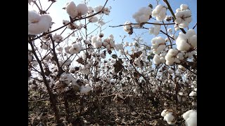 Considerations for PGR Use in 2020 Cotton Crops
