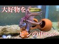 タコの大好物をビンの中に入れると…【アクアリウム】