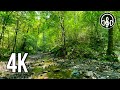 Sounds of a forest stream with morning birds singing for sleep, meditation, background