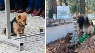 Преданный пёс каждый день приходит на могилу своего хозяина Преданный пёс каждый день приходит на могилу своего хозяина