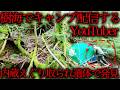 【※生配信中の悲劇】青木ヶ原樹海でふざけてキャンプ動画を撮影したユーチューバーの末路