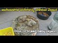 ಪಾರಿವಾಳದ ಮರಿಗಳನ್ನು ಬೆಳೆಸುವ ವಿಧಾನ | How to breed baby pigeon