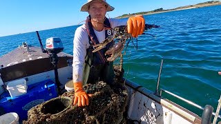 Best Day on the Lobsters all Year - Big Spider Crab & Lobsters , Catch & Cook 