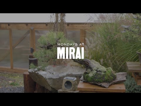 Mondays at Mirai: Winter Colors