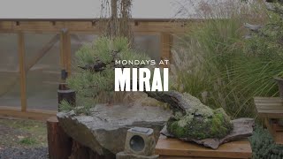 Mondays at Mirai: Winter Colors