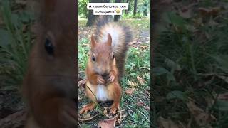 Белка белка marinasama отдых москва squirrel funny sweet милота