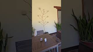 LA GUACAMAYA RESTAURANT on LA CALZADA STREET #granadanicaragua #shorts #expatguide