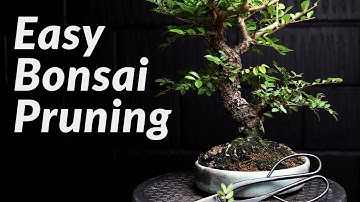 FAST & EASY Pruning Bonsai Trees for Beginners - How to Prune a Chinese Elm Bonsai Tree