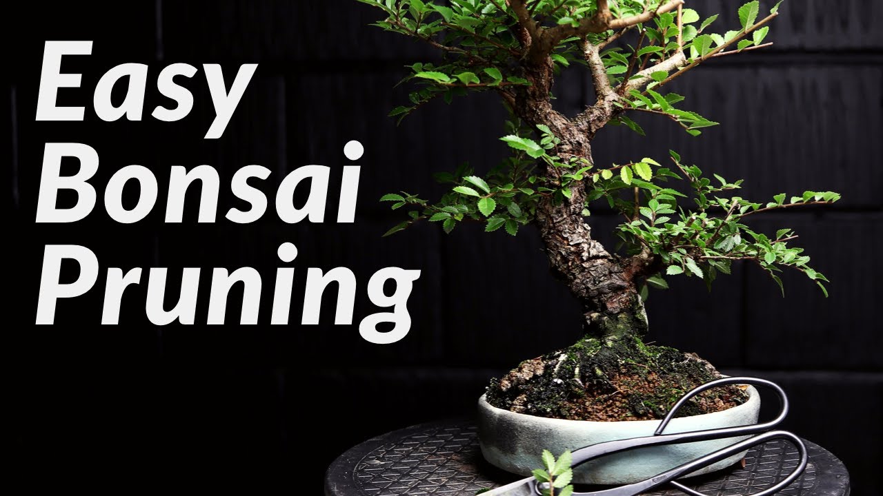 Fast & Easy Pruning Bonsai Trees For Beginners - How To Prune A Chinese Elm  Bonsai Tree - Youtube