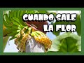 EN QUE MOMENTO EL PLATANO, BANANA, CAMBUR O TOPOCHO DA FRUTO