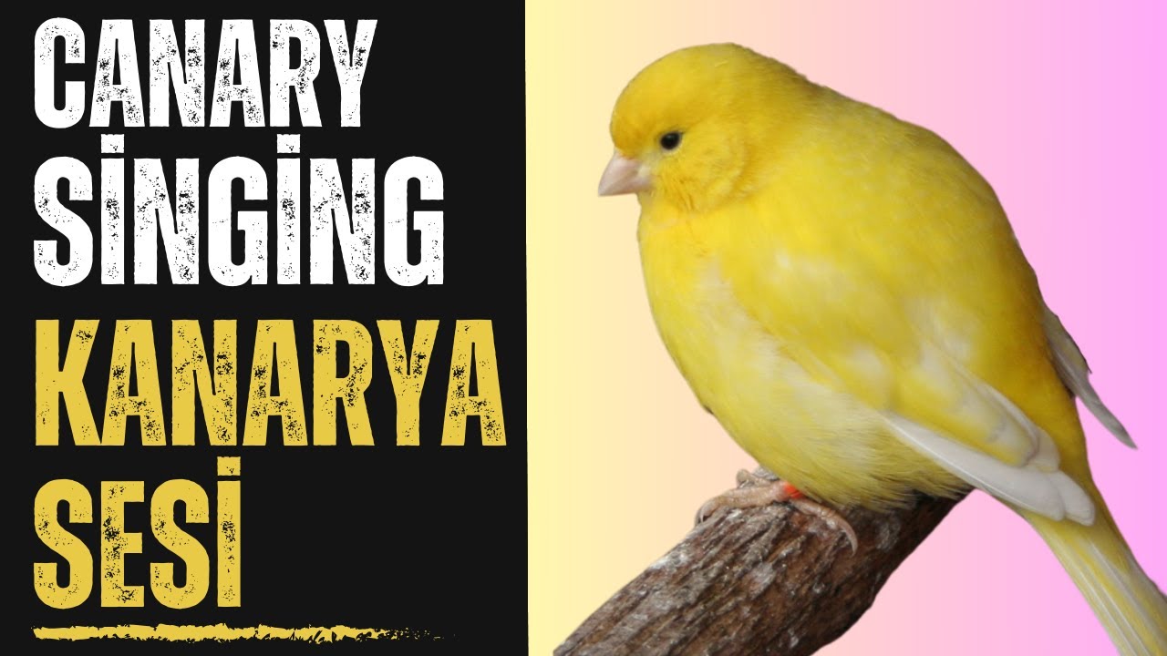 Canary Singing Secrets Revealed BEST Tones For Beginners