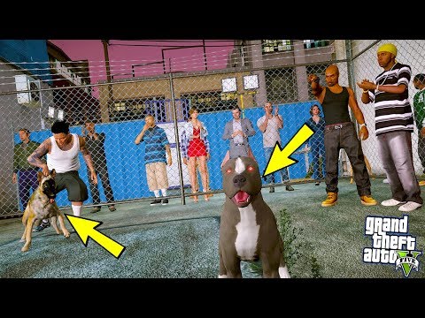 YAVRU PİTBULL SİVAS KANGALINDAN İNTİKAMINI ALIYOR! - GTA 5