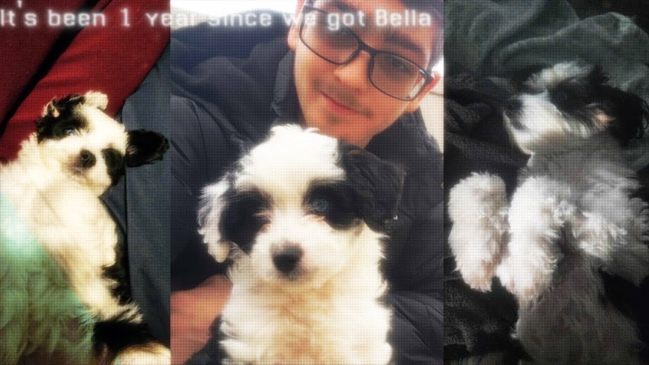 It's been a year since we got Bella - YouTube
