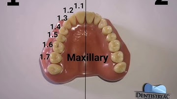 FDI dental notation system