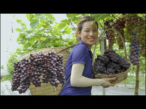 FULL VIDEO : 60 DAYS Harvesting Seedless Vineyards Garden Go To Market Sell | Phương - Harvesting