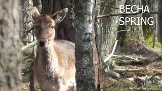 Spring. Crane, deer, finch