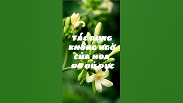 Tác dụng không ngờ của hoa đu đủ đực bạn đã biết | Kiot sức khỏe Việt