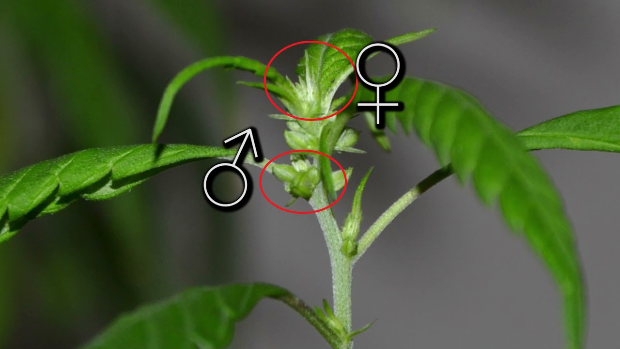 Cannabis: Identificar el género de nuestras plantas