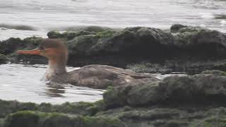 1080109貢寮稀有冬候鳥紅胸秋沙鴨（Mergus serrator）
