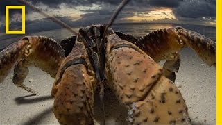 Crabzilla - Photographing a “Monster” Crab | Exposure