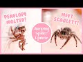 Penelope Molted! And Meet Scarlett! (Jumping Spider Update!)
