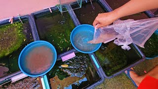 Natural Outdoor Guppy Set-up Full Update: I Bought Live Daphnia and This is How I Prepare Them!