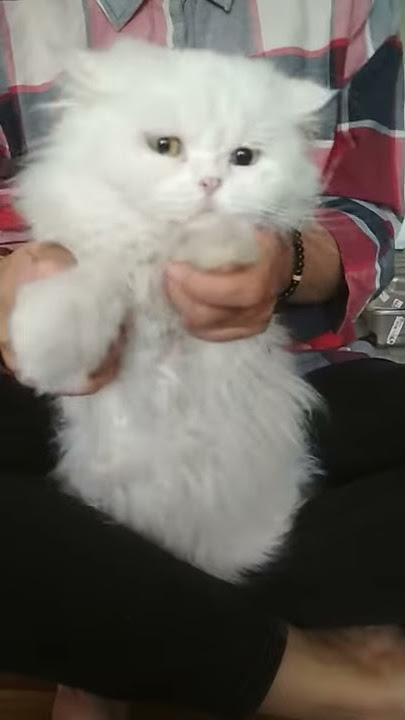 kucing anggora cover dance blackpink dududu lucu bgt