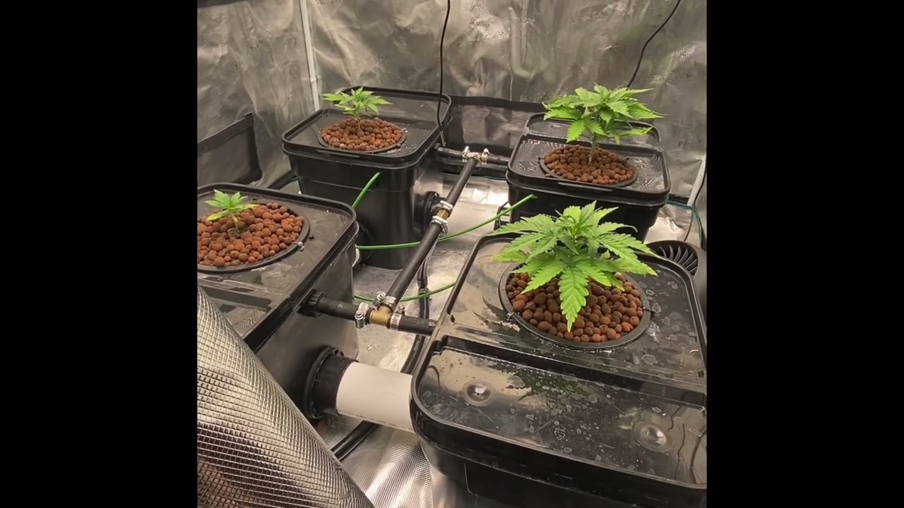 Week 5 update, In House genetix Black Cherry Punch.