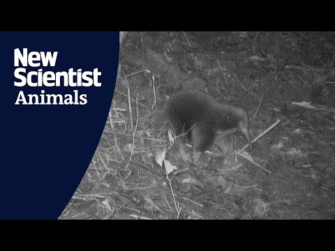 First footage of rare echidna species named after broadcaster David Attenborough