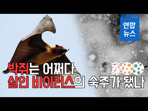 박쥐는 어쩌다 살인 바이러스의 숙주가 됐나 / 연합뉴스 (Yonhapnews)